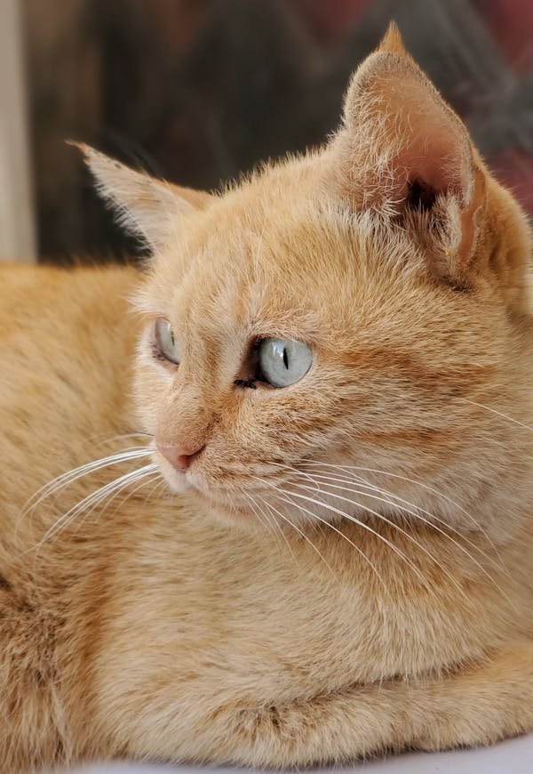 Litière automatique : propreté sans effort pour plusieurs chats